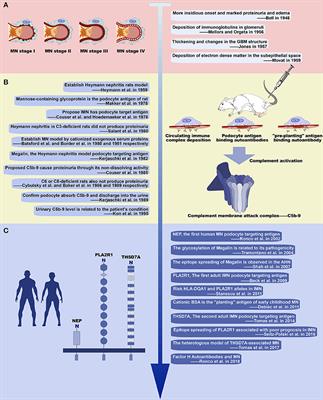 Immunological Pathogenesis of Membranous Nephropathy: Focus on PLA2R1 and Its Role